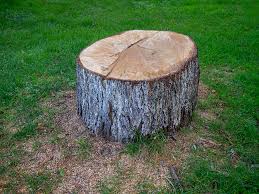 Best Root Management and Removal  in Hallettsville, TX