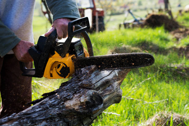 How Our Tree Care Process Works  in  Hallettsville, TX